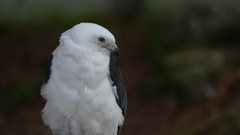 SWALLOW TAILED KITE CLOSE UP Video stock 228709699