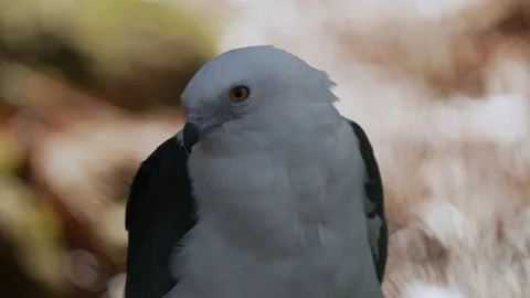 SWALLOW TAILED KITE EXTREME CLOSE UP Stock Footage 228709658