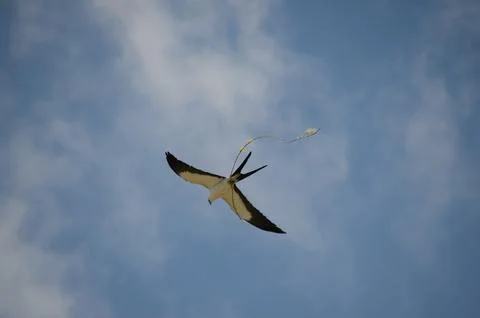 Swallow-tailed Kite in flight Stock Photos