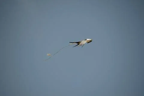 Swallow-tailed Kite in flight Stock Photos