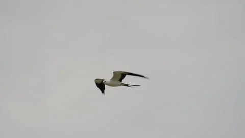 Swallow-Tailed Kite Gliding in Flight Stock Footage 343141772