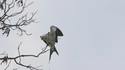 Swallow-Tailed Kite Landing and Taking Off Stock Footage 342946113