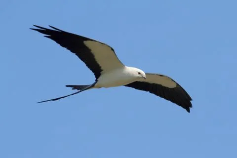 Swallow-tailed kite Stock Photos