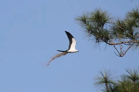 Swallow-tailed kite Stock Photos