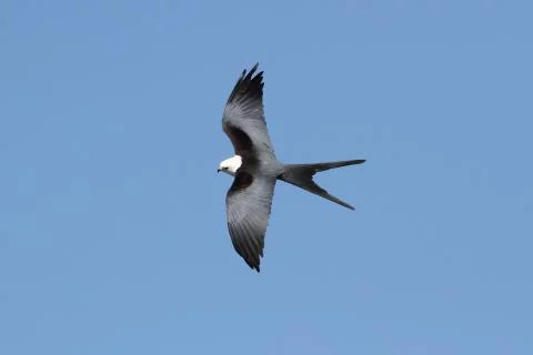Swallow-tailed kite Stock Photos