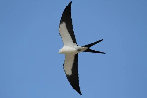 Swallow-tailed kite Stock Photos