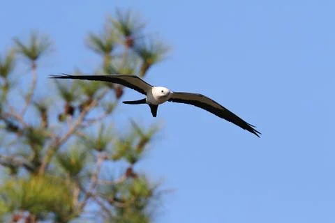 Swallow-tailed kite Stock Photos