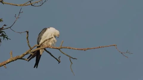 Swallow-Tailed Kite Preening on Branch Stock Footage 342946088