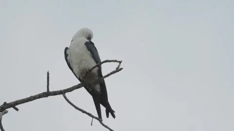 Swallow-Tailed Kite Preening on Branch Stock Footage 342946152