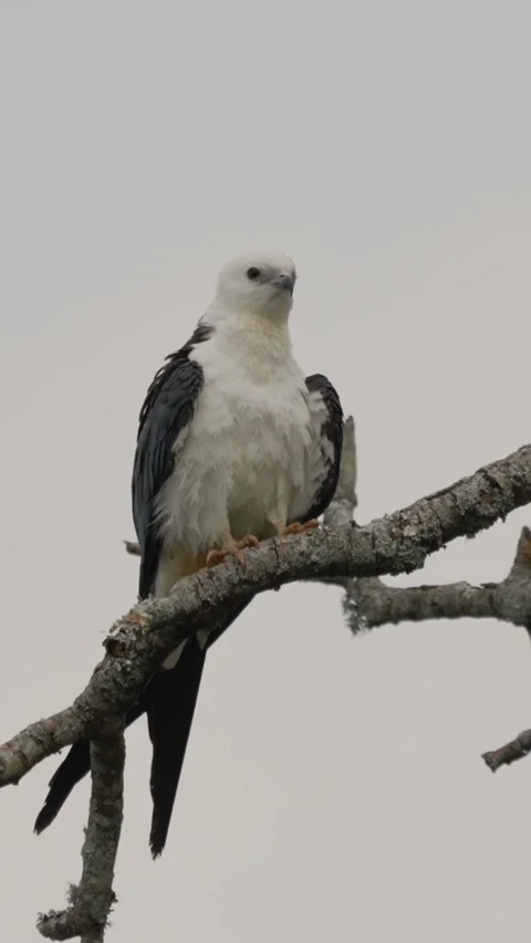 Swallow-Tailed Kite Scratching Head on Branch Vertical Stock Footage 343141793