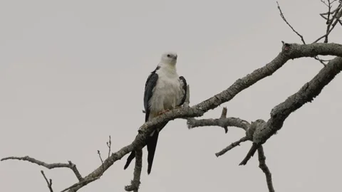 Swallow-Tailed Kite Scratching Head on Branch Stock Footage 343141794