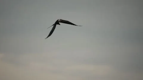 Swallow-Tailed Kite Soaring in Flight Stock Footage 342946134