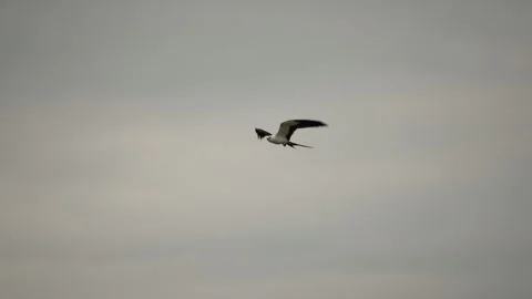 Swallow-Tailed Kite Soaring in Flight Stock Footage 342946144