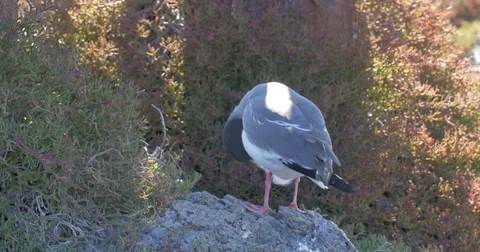 Swallow Tails Gull Stock Footage 73526924
