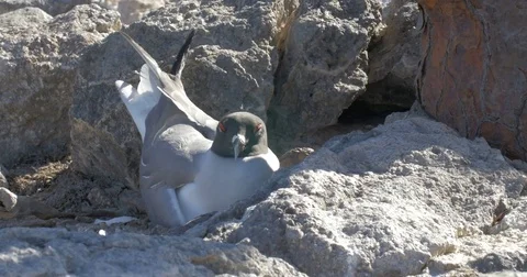 Swallow Tails Gull Stock Footage 73528666