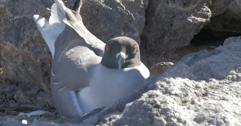 Swallow Tails Gull Stock Footage 73529019