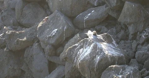 Swallow Tails Gull Stock Footage 73534871