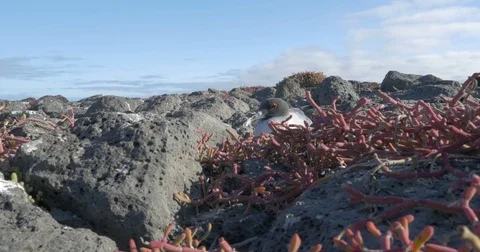 Swallow Tails Gull Stock Footage 73535914