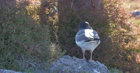 Swallow Tails Gull Stock Footage 74702113