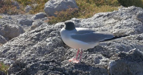 Swallow Tails Gull Stock Footage 74704555
