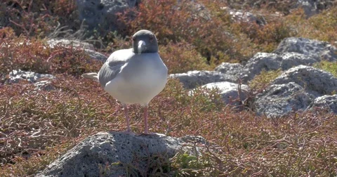 Swallow Tails Gull Stock Footage 74710674