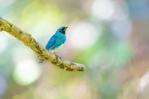 Swallow Tanager perched on a tree branch Stock Photos