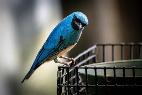 Swallow Tanager Stock Photos