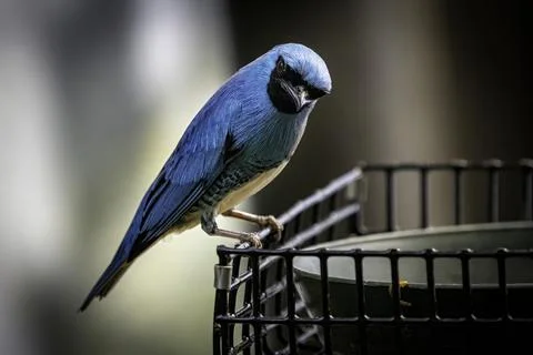 A Swallow Tanager in a tree Stock Photos