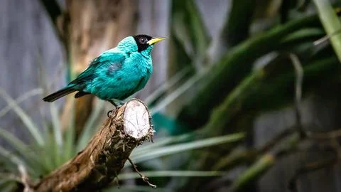 A Swallow Tanager in a tree Stock Photos