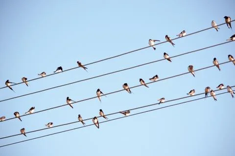 Swallow on tha cable Stock Photos