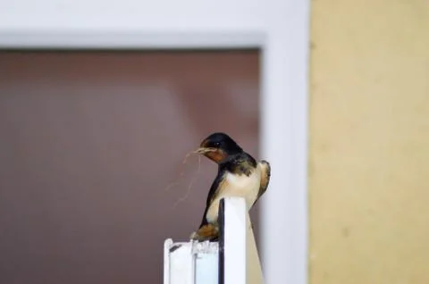 Swallow with twigs Stock Photos