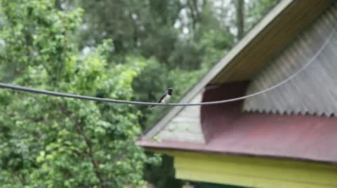 The swallow on a wire chirps Stock Footage 11253081