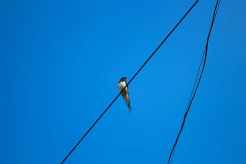 Swallow on wire Stock Photos