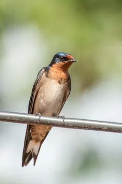 Swallow on Wire Stock Photos