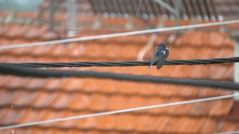 Swallow on a wire in the rain, summer, summer rain, wet bird Stock Footage 103283859