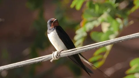 Swallow on a wire sings in the summer Stock Footage 115020901