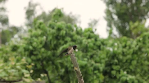 A swallow on a wooden post Stock Footage 236106352