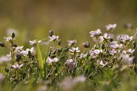 Swallowgrass in bloom using focus stacking technique Stockfoto's