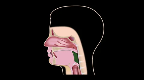 Swallowing Vídeos de archivo 29104640