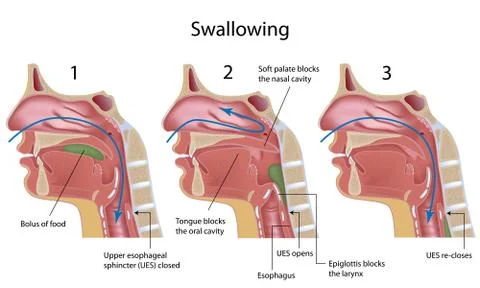 Swallowing Stock Illustration