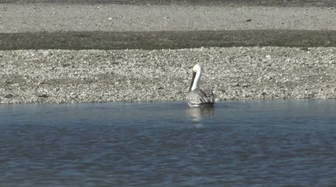 Swallowing pelican Stock-Footage 7747694