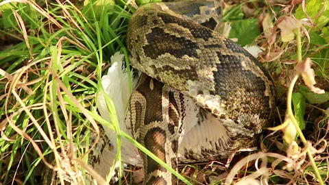 Swallowing prey Video stock 150689240