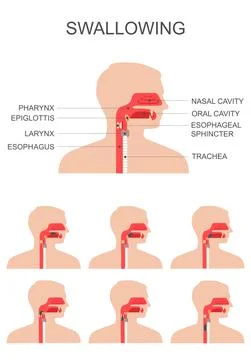 Swallowing system Stock Illustration