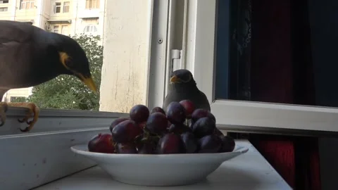 Swallowing a Whole Grape? Bold Move, Birdy Stock Footage 312087863