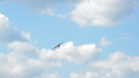 Swallows in the air Stock Footage 41030427
