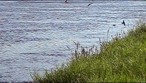 Swallows and river Stockbeeldmateriaal 12515954