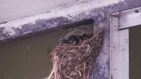 Swallows are fed in a nest. Stock Footage 120626672