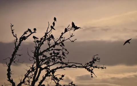 Swallows backlit on dry tree Stock Photos