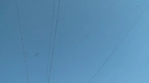 Swallows, birds in sky Stock Footage 10855577