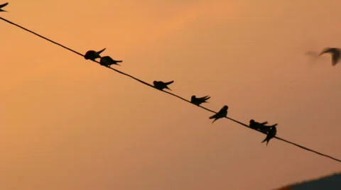 Swallows on a cable Stock-Footage 592546